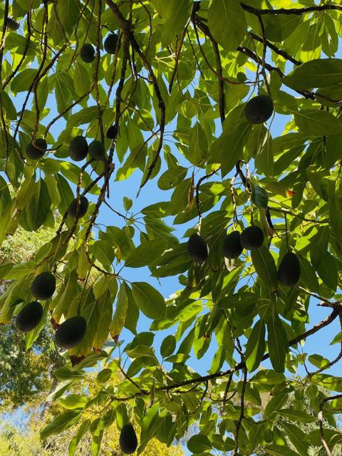 MLS #250041748SD image #56