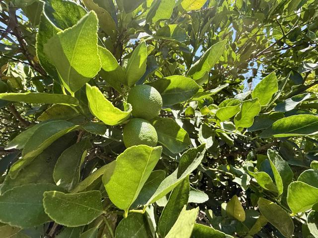 MLS #NDP2507537 image #43