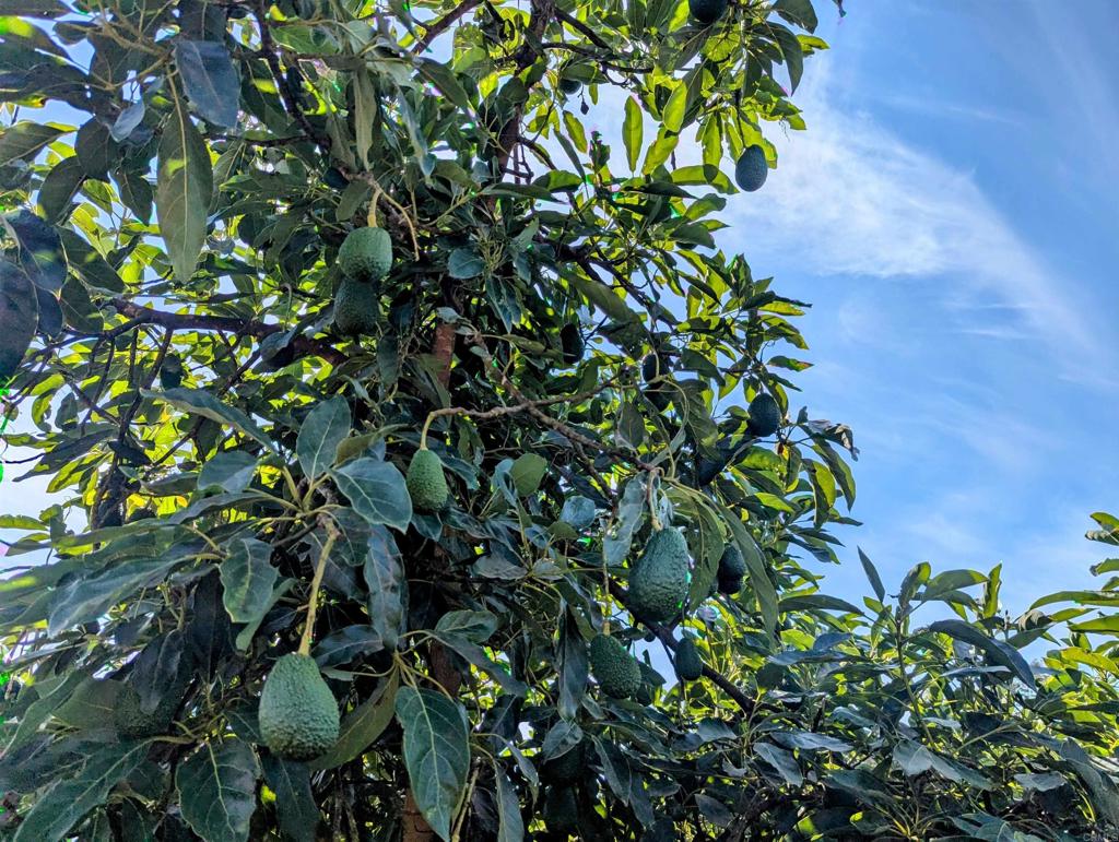 MLS #NDP2508737 image #26