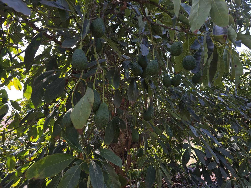 MLS #NDP2508737 image #5