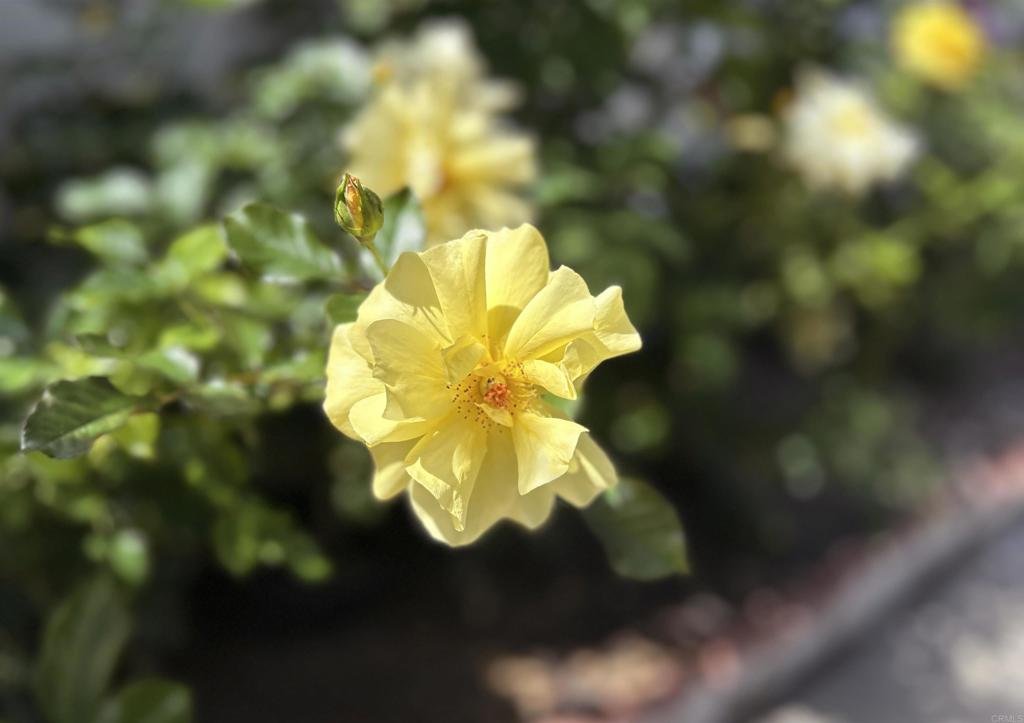 MLS #NDP2510278 image #26