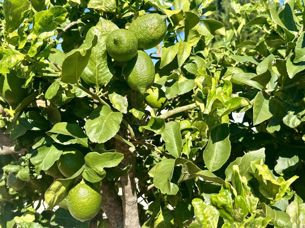 MLS #NDP2510279 image #53