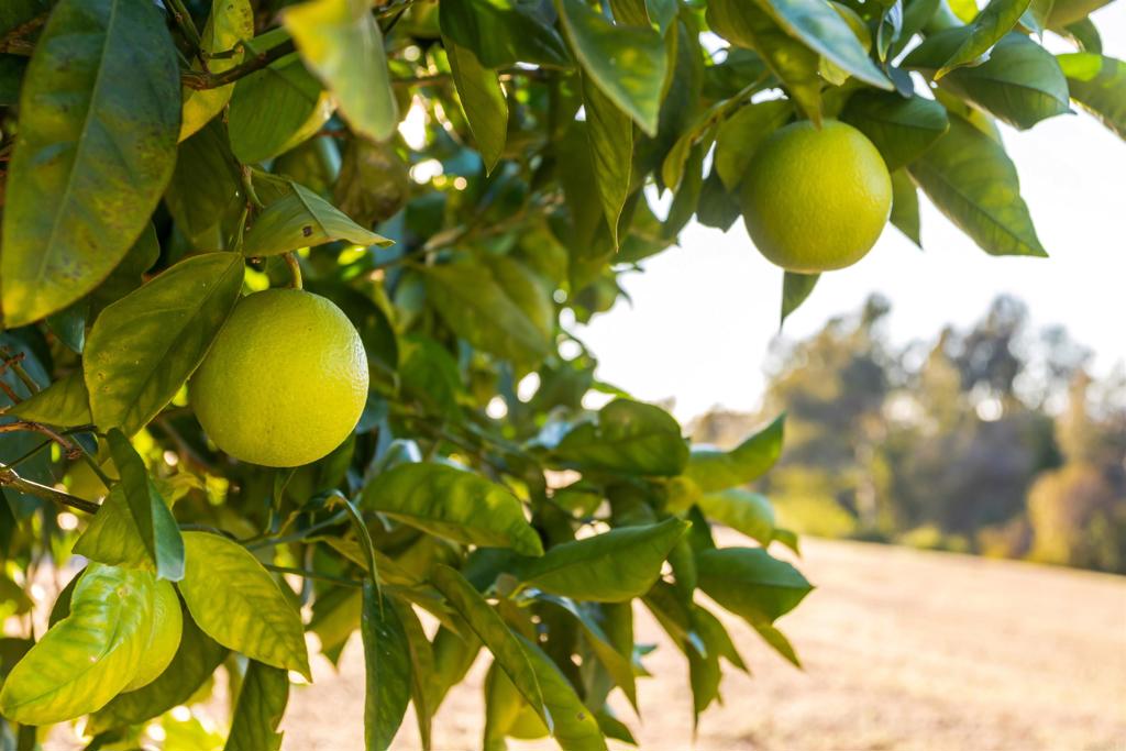 MLS #NDP2510539 image #40