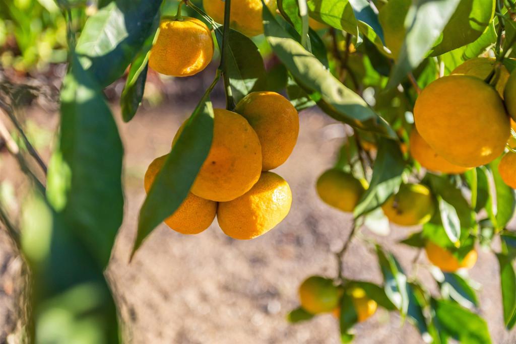 MLS #NDP2510539 image #41