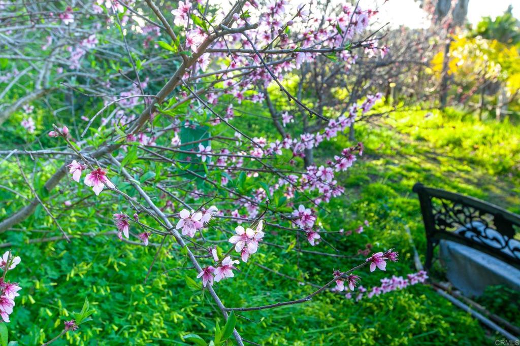 MLS #NDP2510575 image #42