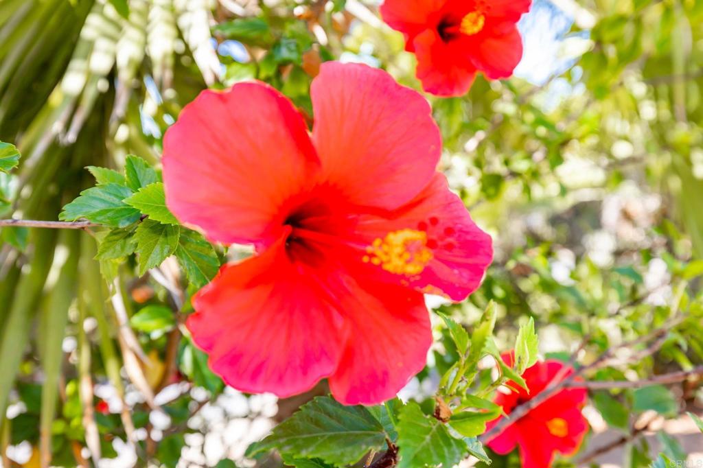 MLS #NDP2510799 image #43