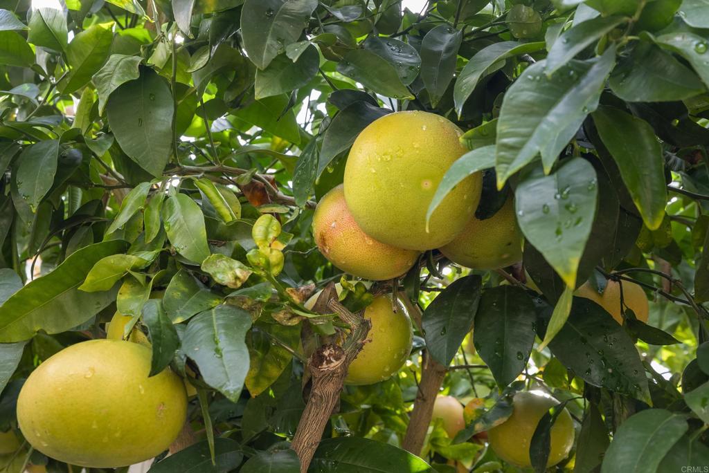 MLS #NDP2511011 image #32