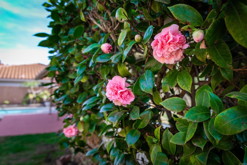 MLS #NDP2511614 image #4