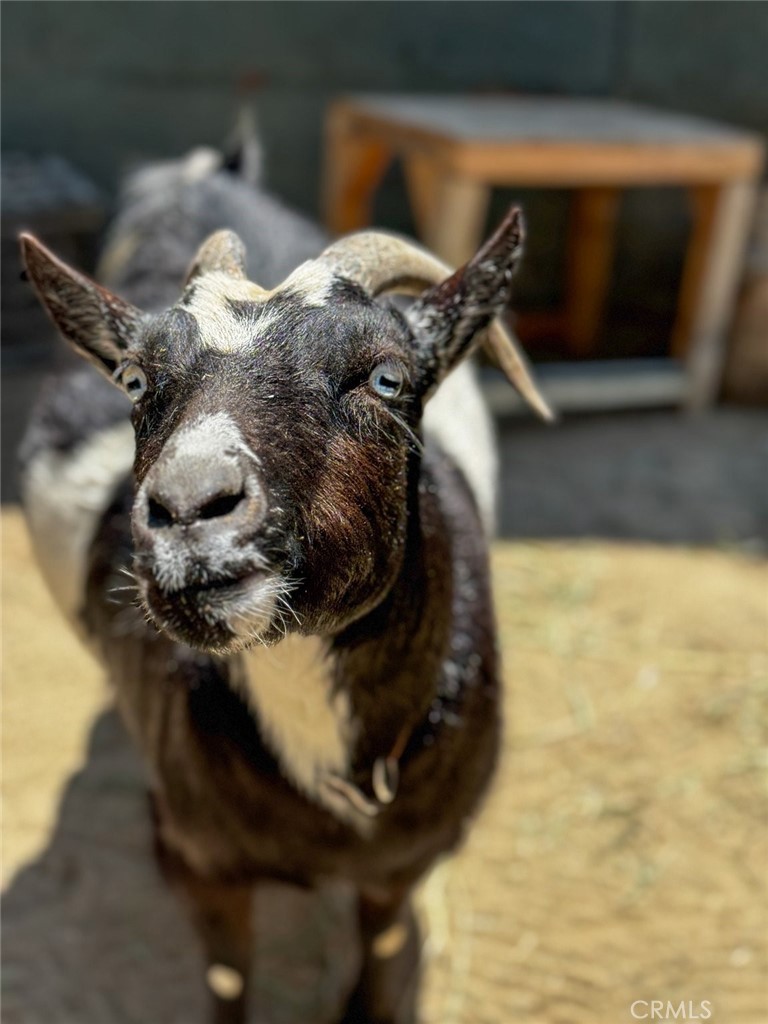 MLS #NP25114872 image #9