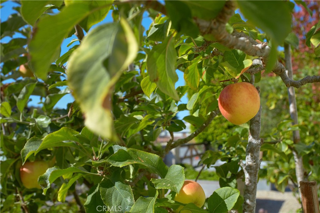 MLS #NP25138164 image #49