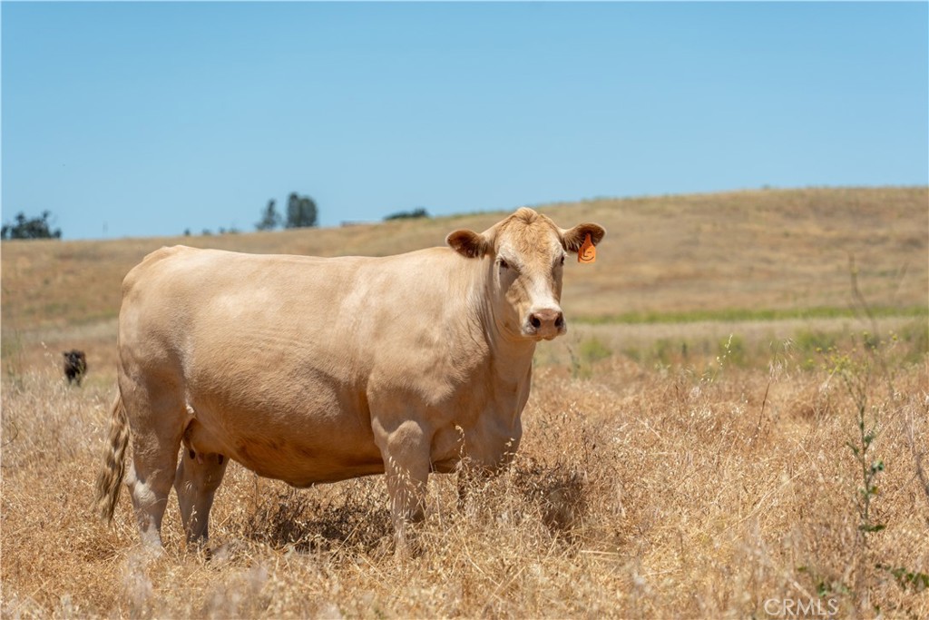 MLS #NS24139129 image #5