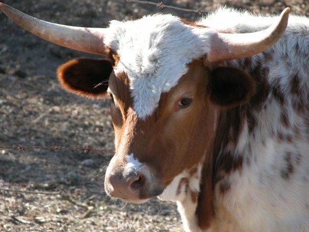 MLS #NS25074868 image #17