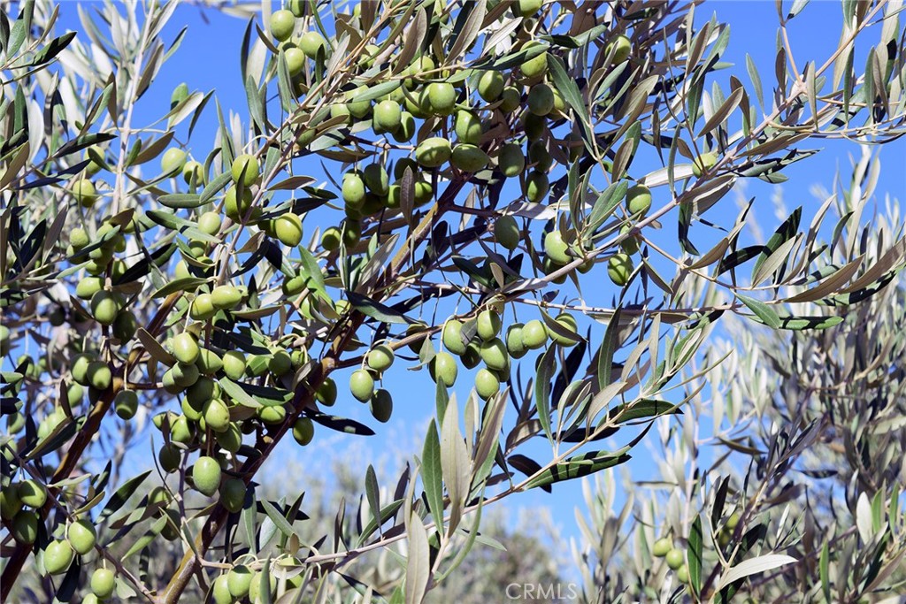 MLS #NS25106354 image #28