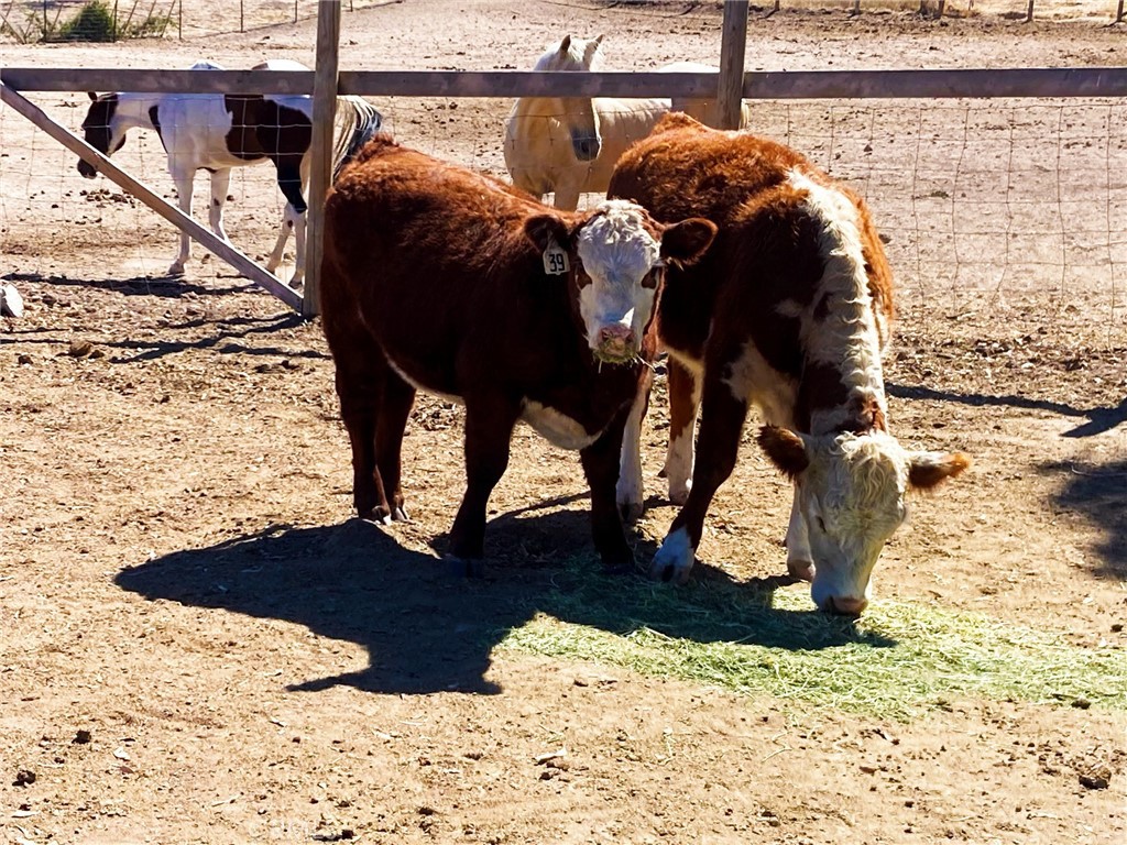 MLS #NS25196527 image #39