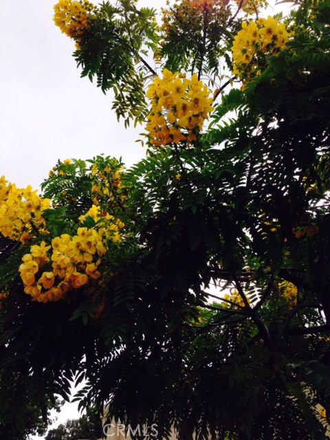 MLS #OC24221522 image #22