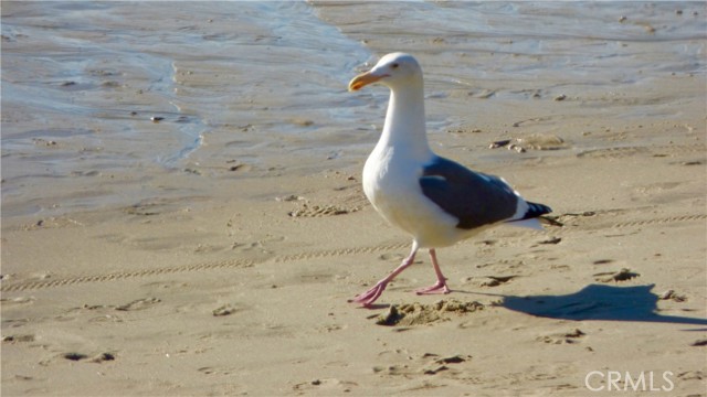 MLS #OC25132831 img 60