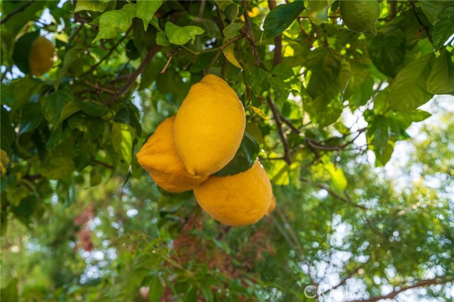 MLS #OC25152359 image #39