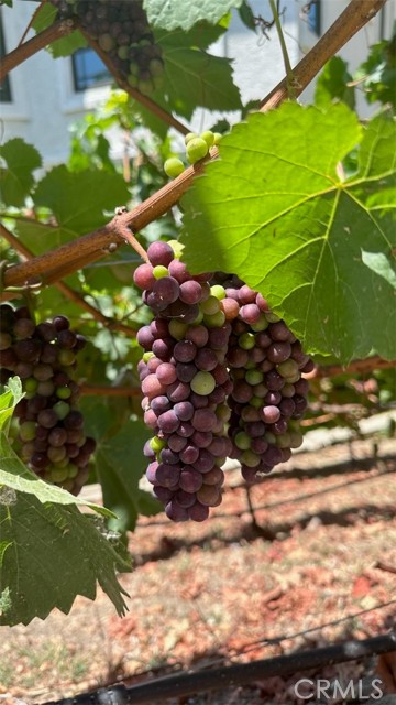 MLS #OC25153093 image #61