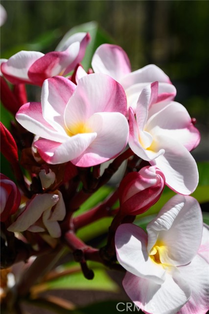 MLS #OC25170026 image #36