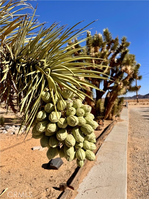 MLS #OC25244516 image #31