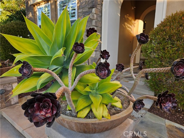 MLS #OC25247393 image #7