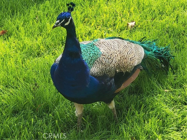 MLS #OC25248330 image #38