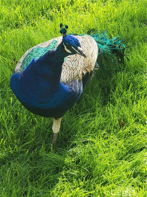 MLS #OC25248330 image #39