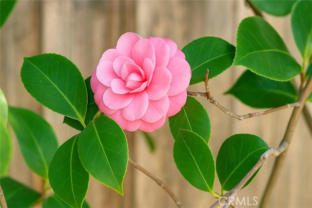 MLS #OC25251275 image #28