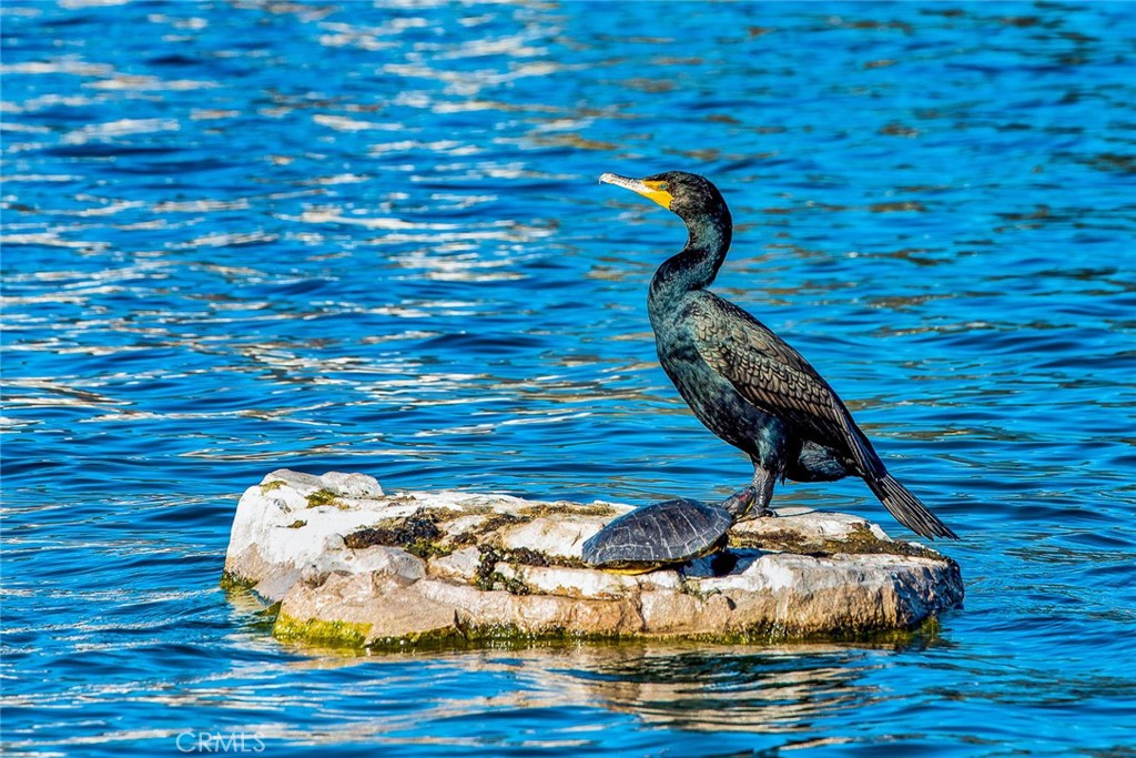 MLS #OC25251947 image #11