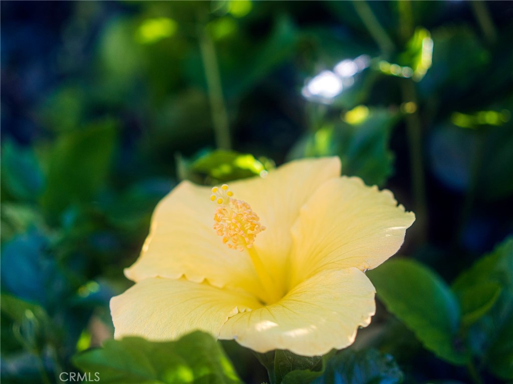 MLS #OC25251972 image #38