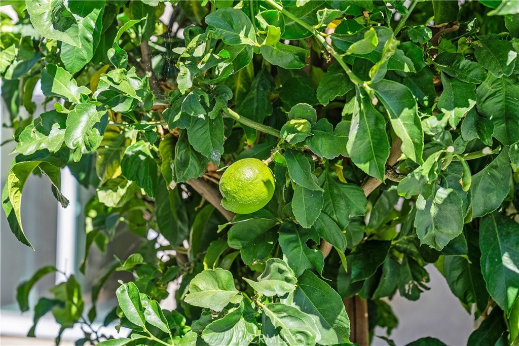 MLS #OC25258778 image #38