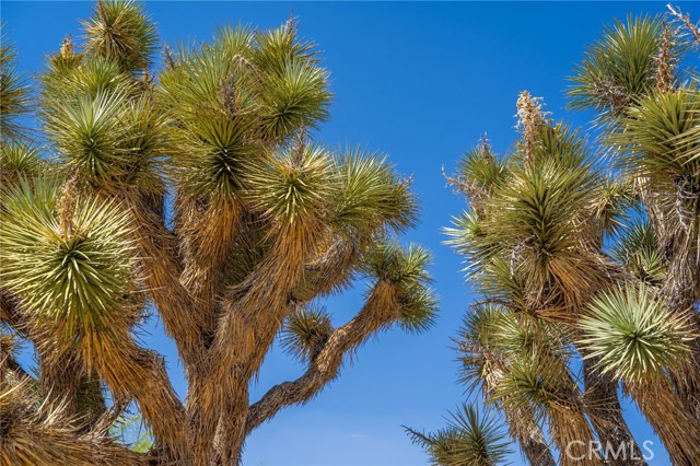 MLS #OC25265495 image #4