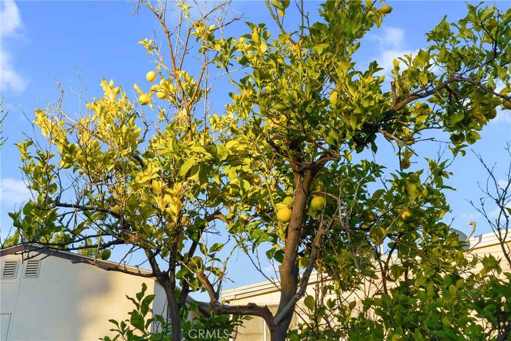 MLS #OC25266361 image #24