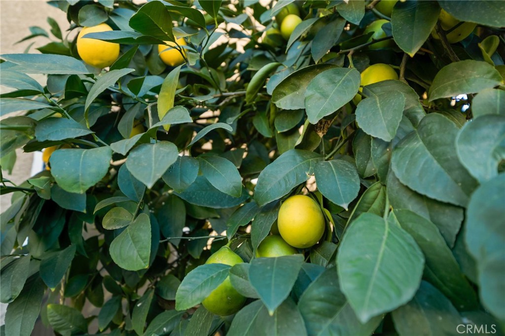 MLS #OC25268614 image #36