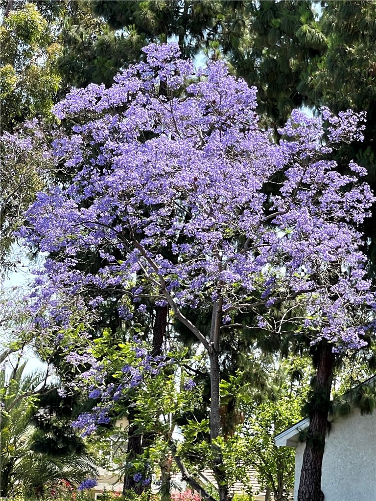 MLS #OC25280904 image #24