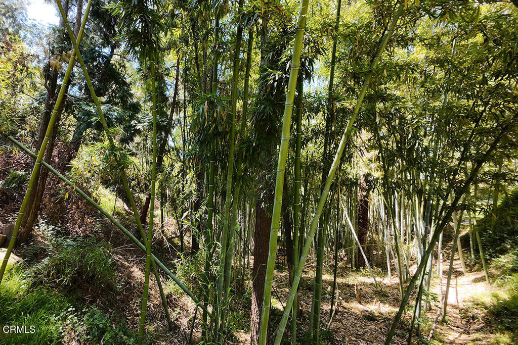 MLS #P1-22569 image #24