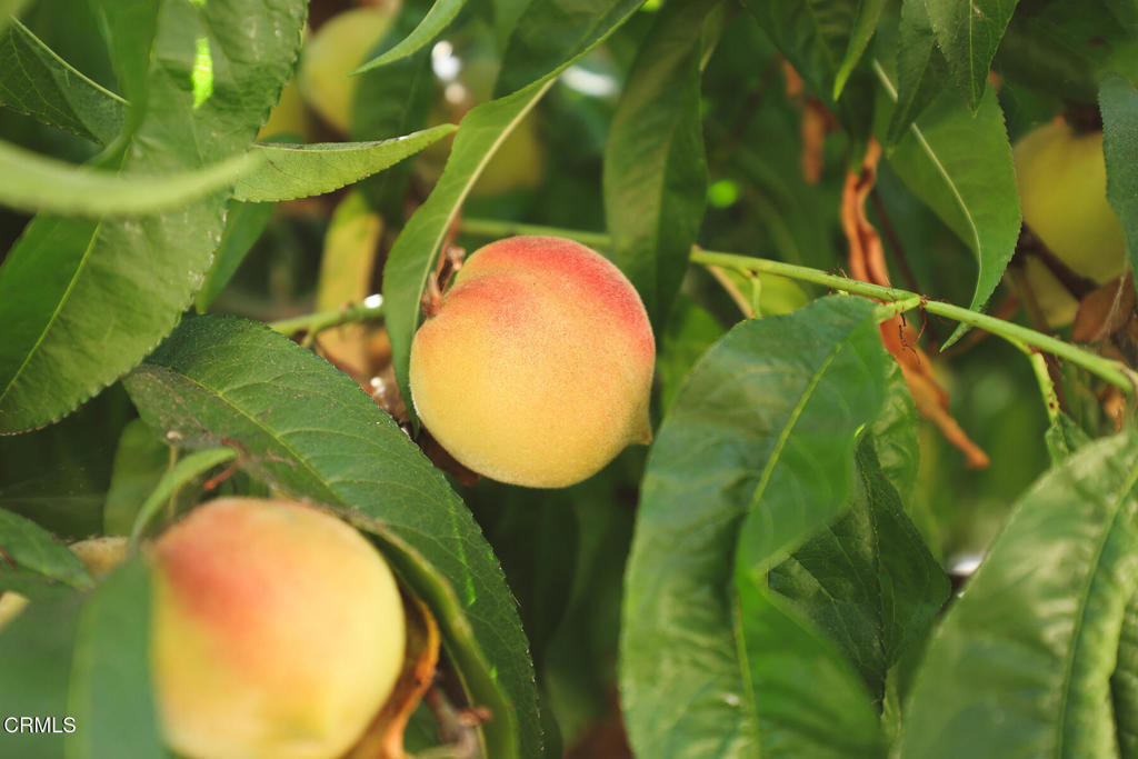 MLS #P1-22898 image #30