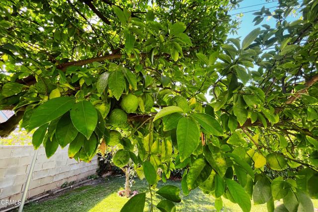 MLS #P1-23310 image #40