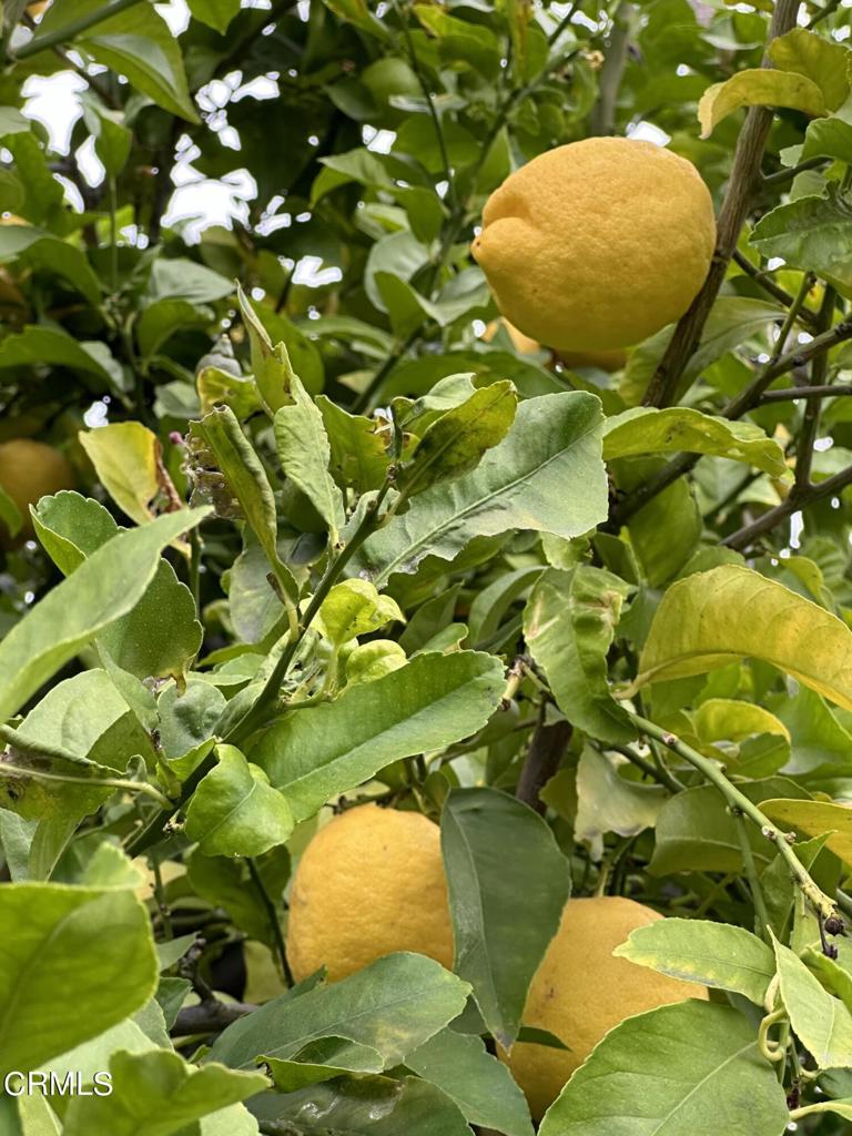 MLS #P1-23959 image #19