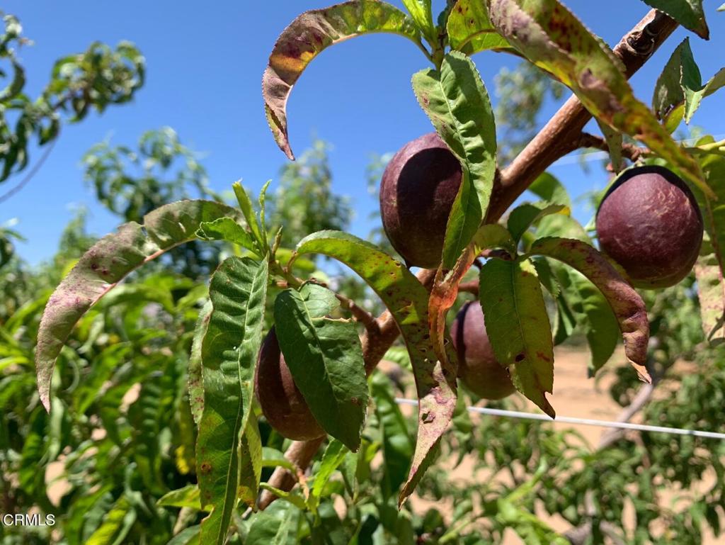 MLS #P1-24099 image #10