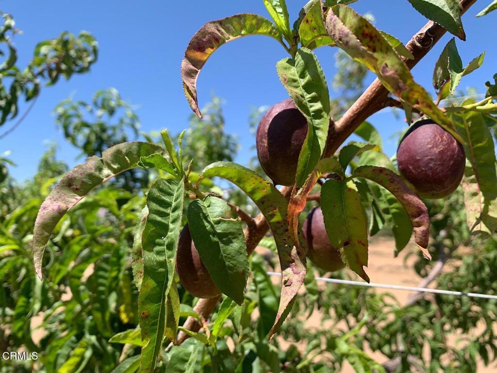 MLS #P1-24099 image #11