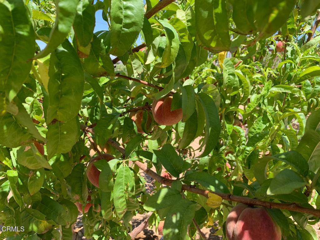 MLS #P1-24099 image #12