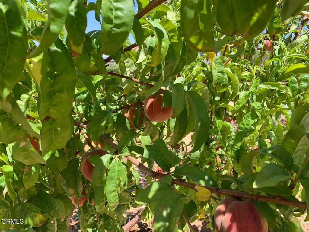 MLS #P1-24099 image #13