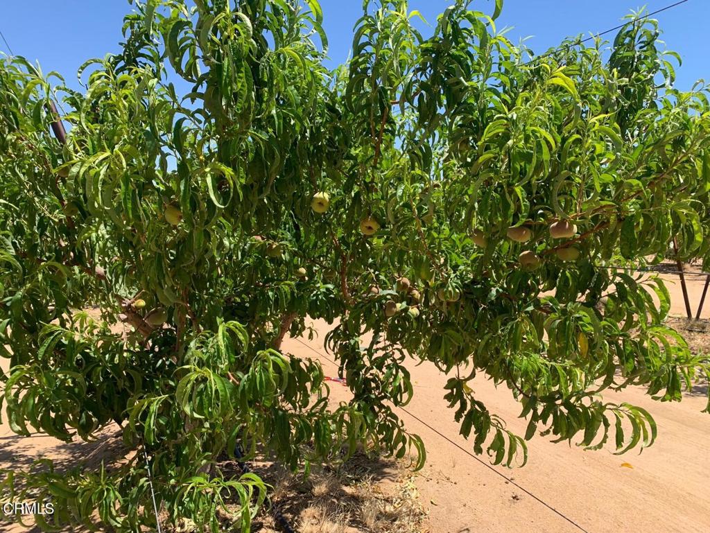 MLS #P1-24099 image #14