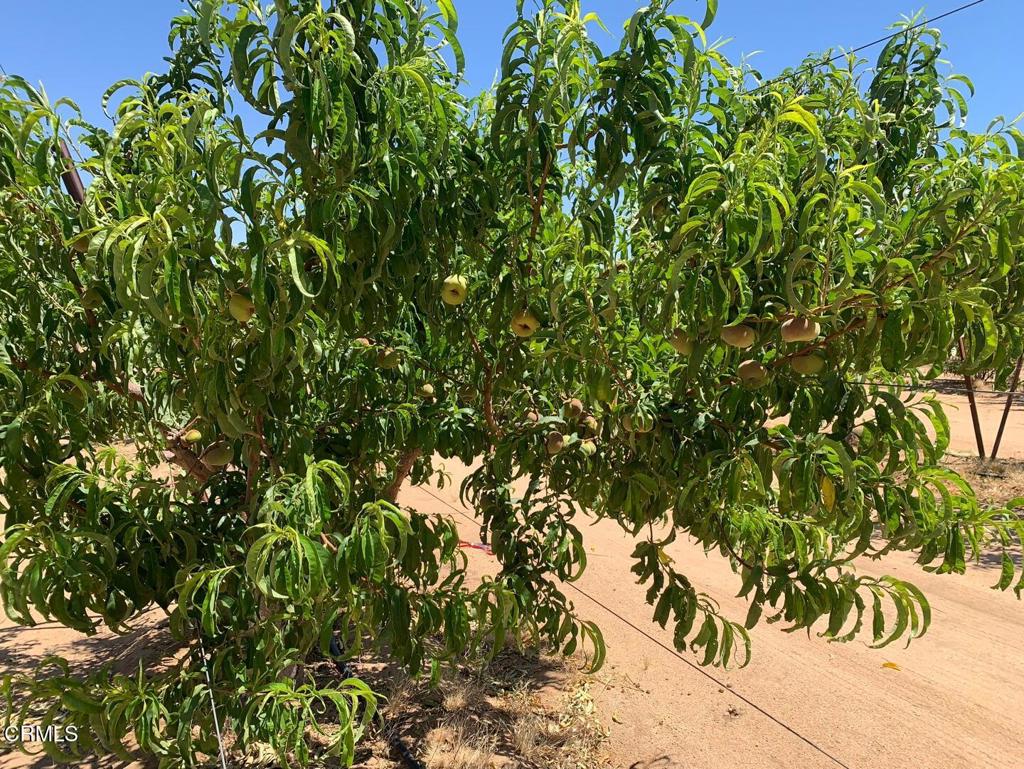 MLS #P1-24099 image #15