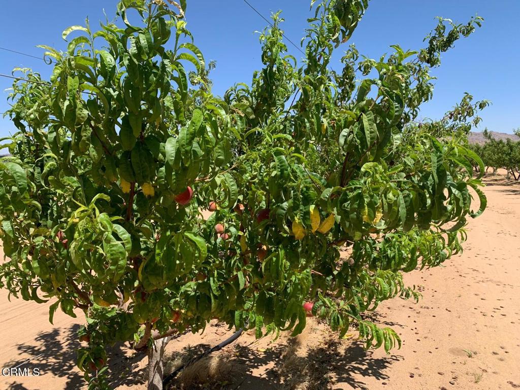 MLS #P1-24099 image #16