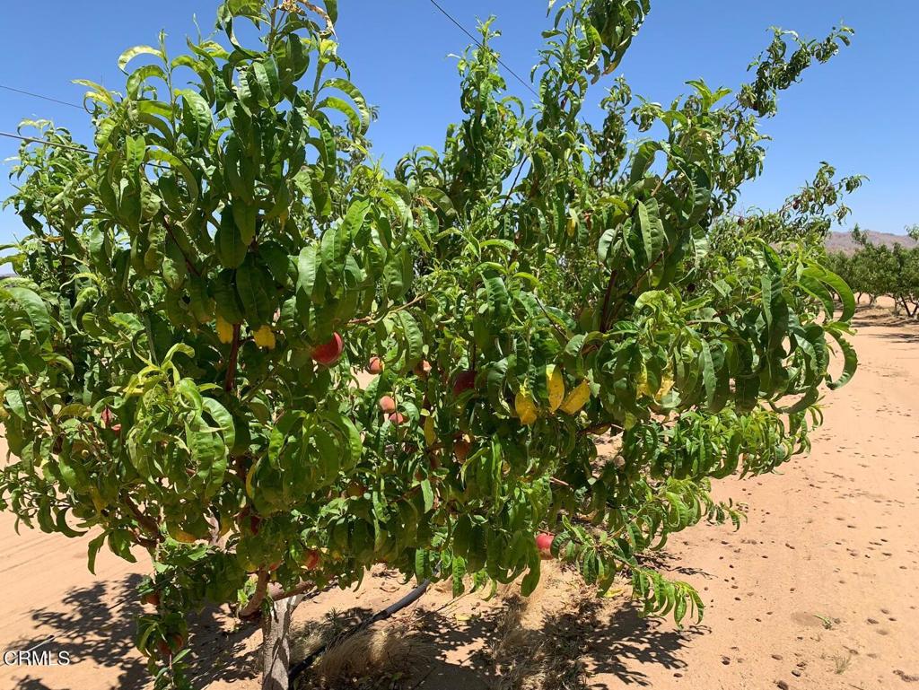 MLS #P1-24099 image #17