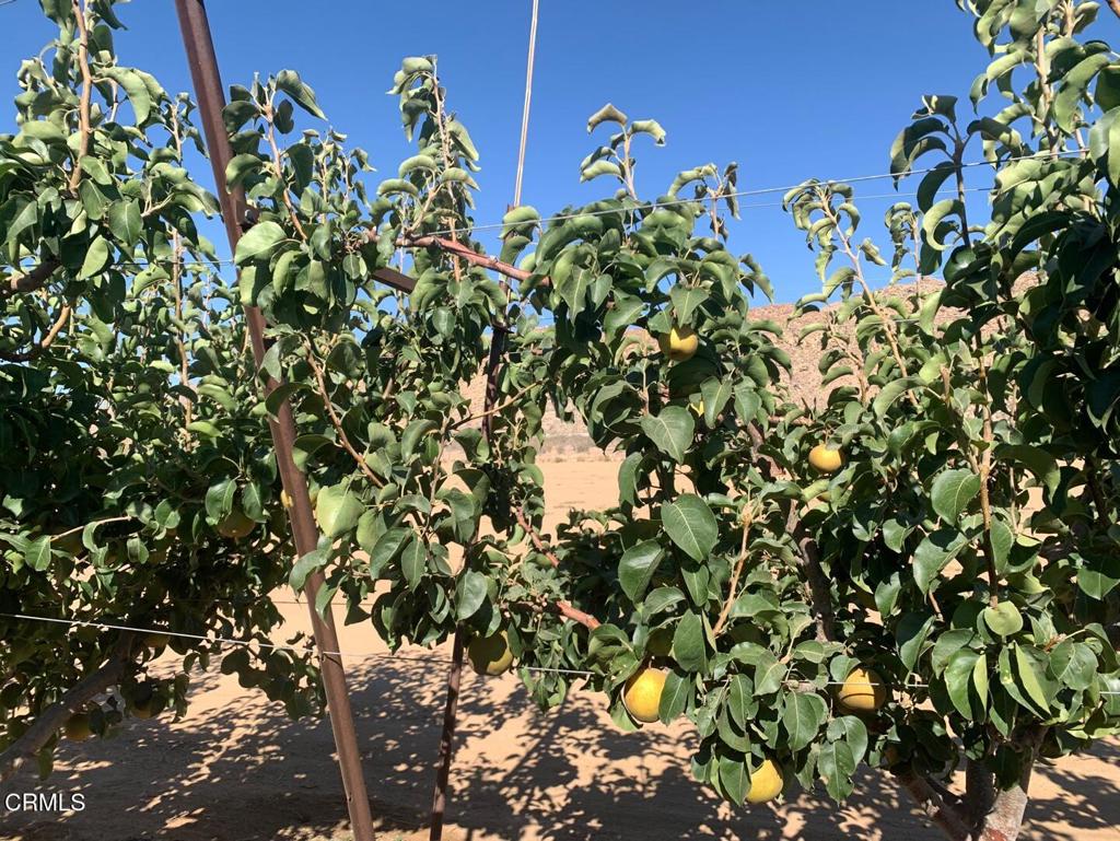 MLS #P1-24099 image #3