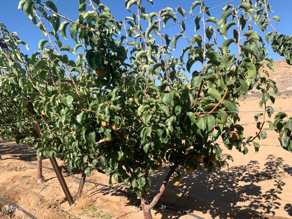 MLS #P1-24099 image #4