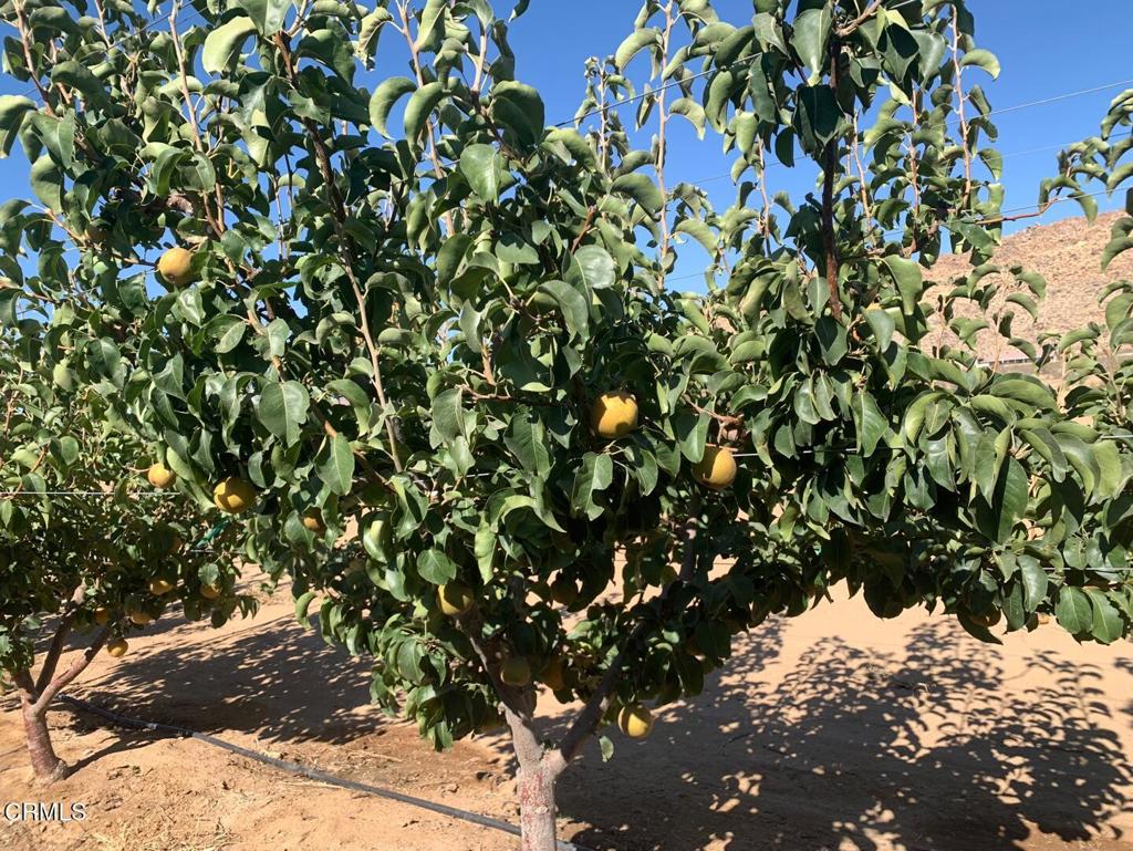 MLS #P1-24099 image #5